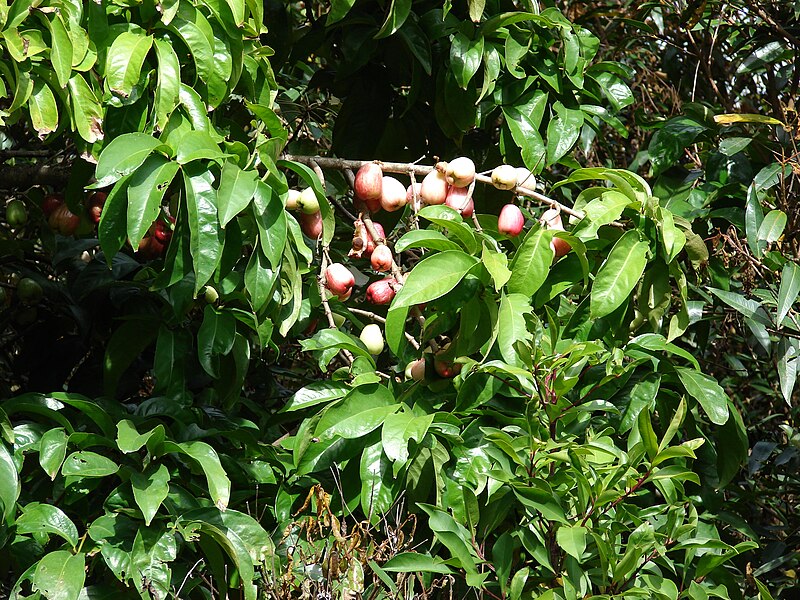 File:Starr 070321-6131 Syzygium malaccense.jpg