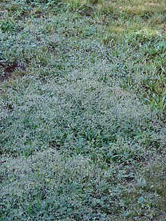 <i>Boerhavia coccinea</i> species of plant