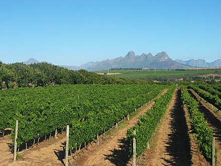 Vineyards on the outskirts of Stellenbosch, with Helderberg in the background