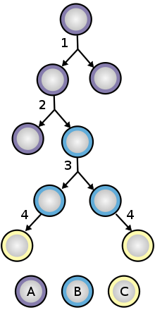 Neuroepithelial cells symmetrically divide or differentiate into progenitor cells called radial glial cells in asymmetric cell division. These can further differentiate into neurons or glial cells.