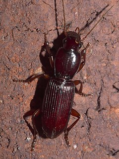 <i>Stenomorphus californicus</i> Species of beetle