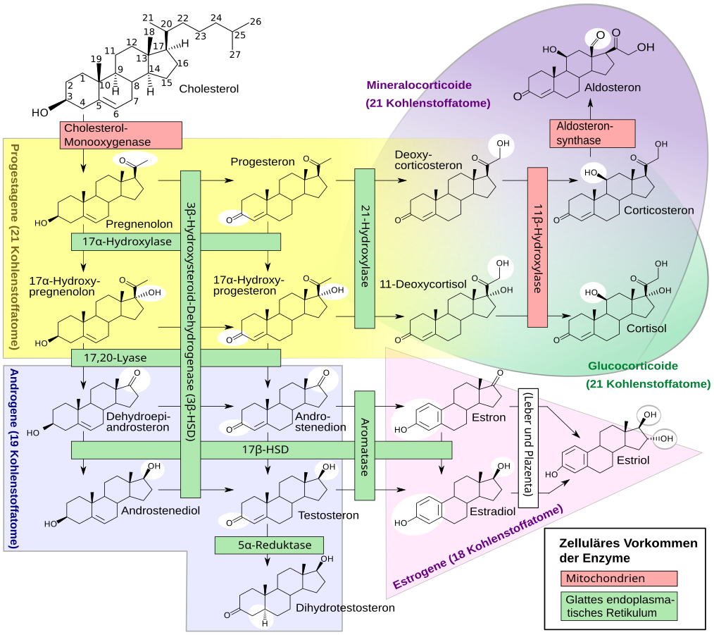 Steroid-Stoffwechsel