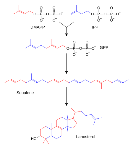 Tập tin:Sterol synthesis.svg