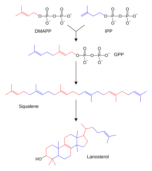 File:Sterol synthesis.svg