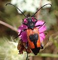 Stictoleptura cordigera