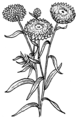 Strawflower (PSF).png