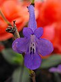 Streptocarpus 'Concord Blue'