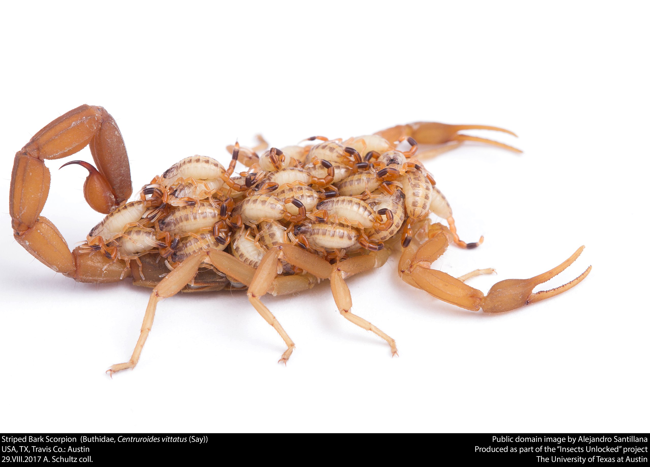 Striped Bark Scorpion