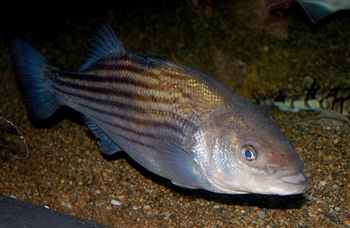 Striped bass, Boston Aquarium