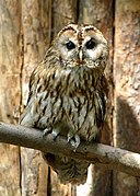 Tawny owl, a predatory night bird