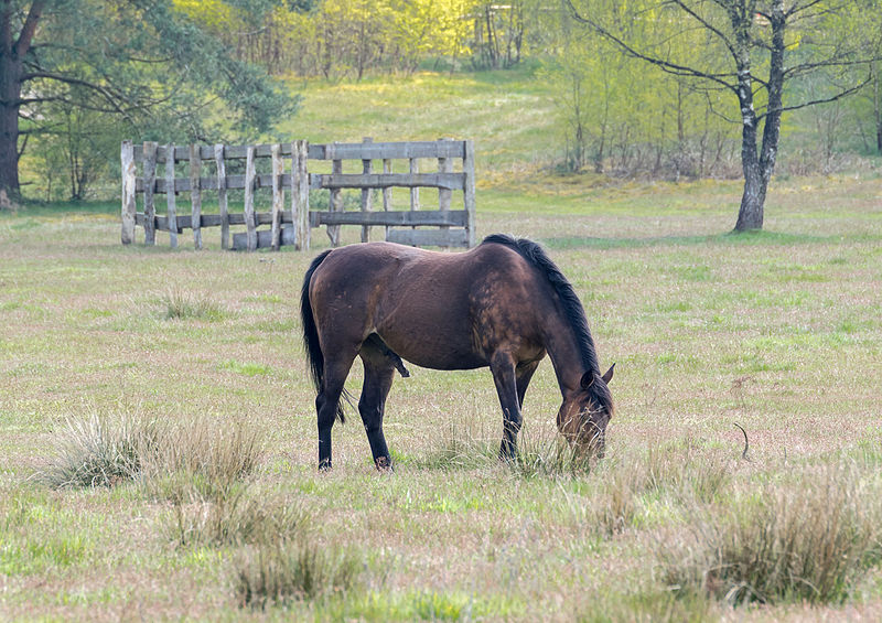 File:Stukenbrock - 2016-05-01 - Senner Pferde Moosheide (026).jpg