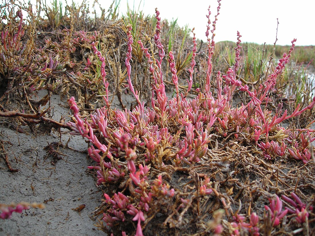 Suaeda pulvinata