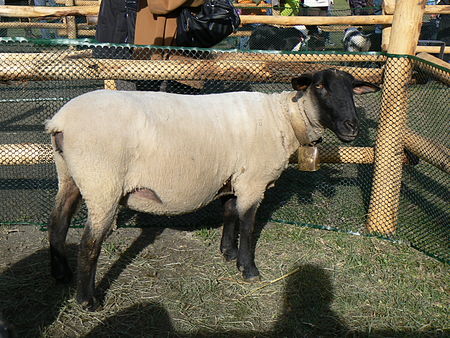 Cừu_Suffolk
