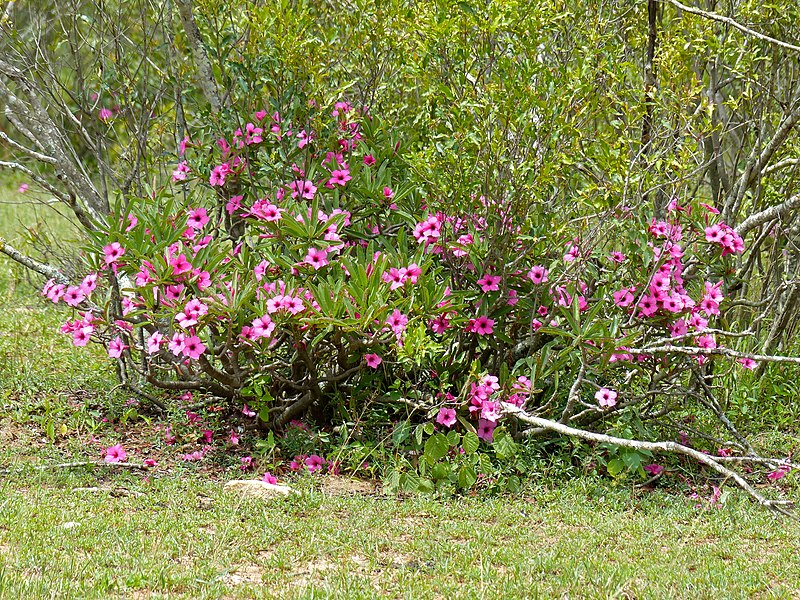 File:Summer Impala Lily (Adenium swazicum) (13605736423).jpg