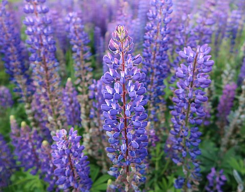 Blue flowers’ party in Finland