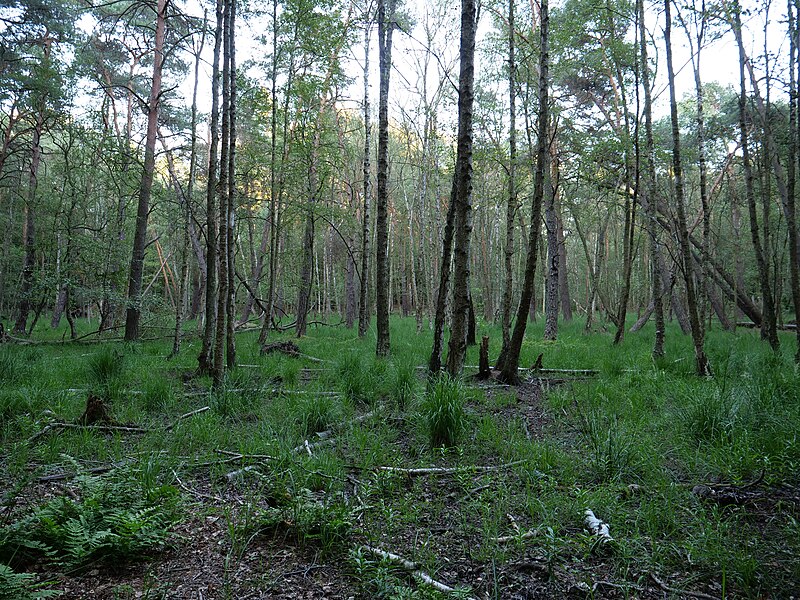 File:Swamp next to the Teufelsbruch swamp in july 2018 03.jpg