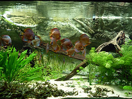 Des discus, des cardinalis et des poissons-hachette argentés à l'aquarium du palais de la Porte Dorée à Paris. (définition réelle 3 000 × 2 250)