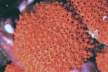 Symplegma rubra.jpg