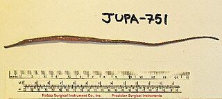 <span class="mw-page-title-main">Kelp pipefish</span> Species of fish