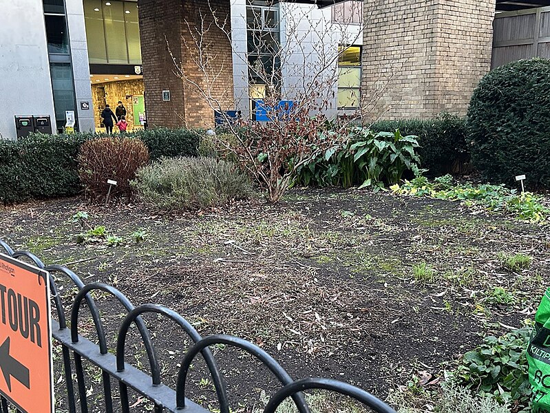 File:TCD Herb Garden, winter 2024.jpg