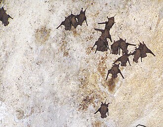Mexican free-tailed bats Tadarida brasiliensis - Bahamas - Long Island (sic) - Cartwright Cave - March 2006 - 2.jpg