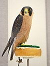 Taita Falcon at the World Center for Birds of Prey, Boise, Idaho, USA.jpg