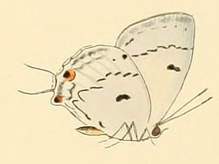 <i>Tajuria illurgis</i> species of insect