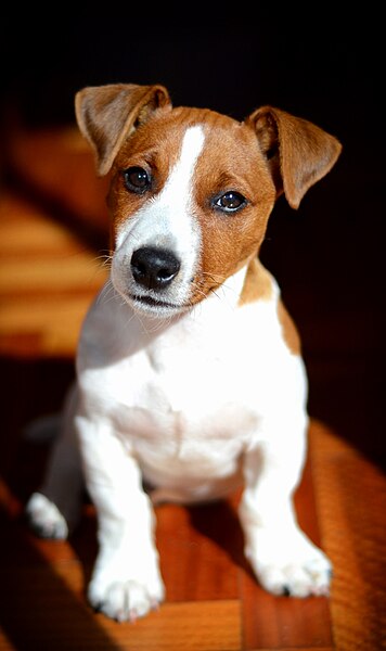 File:Tango (Jack Russell Terrier).jpg