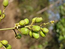 Die Früchte von Tapirira guianensis werden vor allem zur Mitte der Regenzeit verspeist