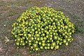 Euphorbia regis-jubae