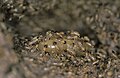 Termites 3.jpg