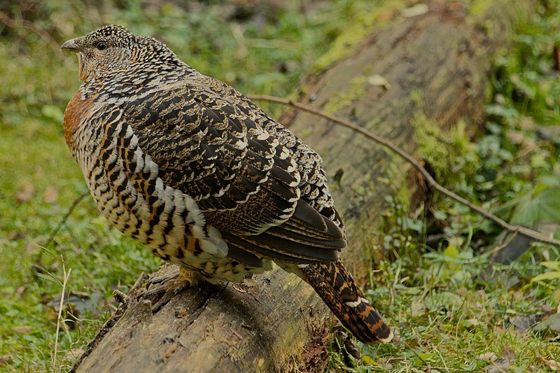 File:Tetrao urogallus -Bayerischer Wald, Europe -female-8a (4).jpg