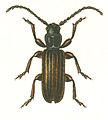 Painted picture from G.G. Yakobson book "Beetles of Russia"