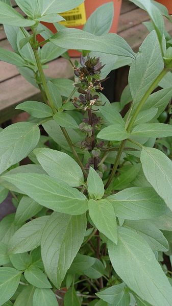 File:Thai Basil (Ocimum basilicum 'Horapha') 1.jpg