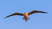Thumbnail for File:Thane Creek and Elephanta Island 03-2016 - img32 flying gull.jpg