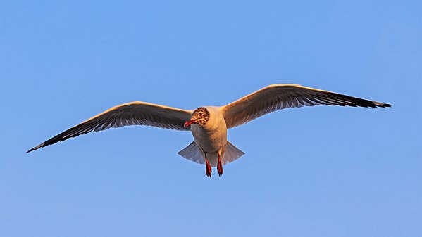 Brown-headed gull (Chroicocephalus brunnicephalus) in flight, Mumbai Harbour, golden hour