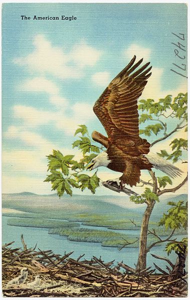 File:The American Eagle (74271).jpg