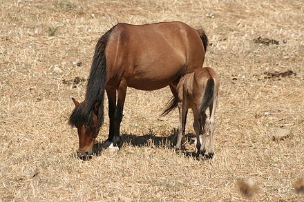 Взять лошадей. Скирос порода лошадей. Skyros Pony. Сельско хозяйственные породы лошадей фото. Гнедая лошадь лежит на белом фоне.