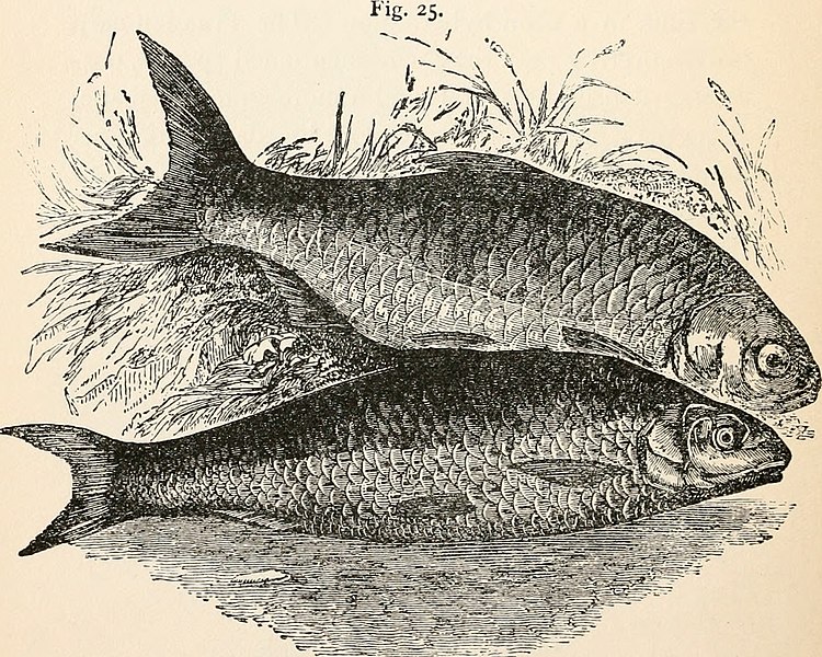 File:The aquarium - its inhabitants, structure, and management (1910) (19125719703).jpg