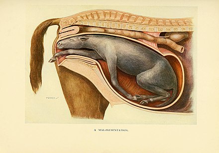 Illustration of a cross-section of the birth process, though the foal in the womb has a leg back, illustrating a problem delivery