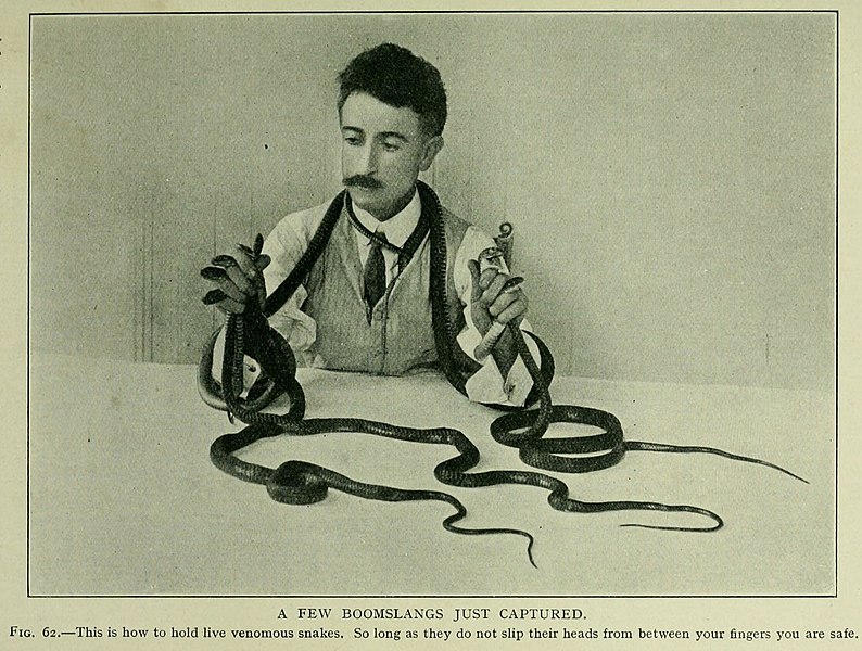 File:The snakes of South Africa (Page 149) BHL11476529 (cropped).jpg
