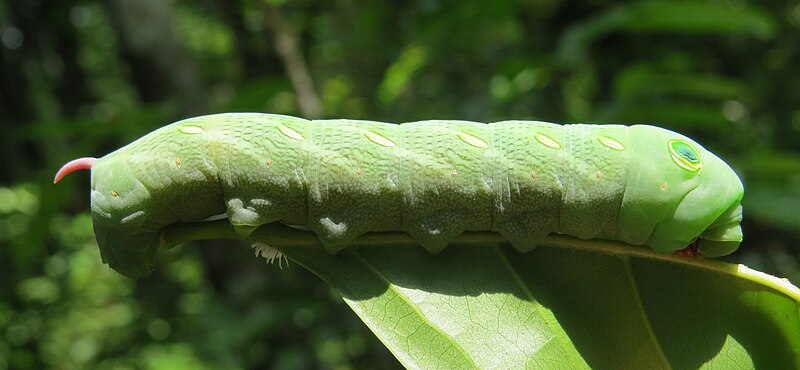 File:Theretra pallicosta caterpillar 11.jpg