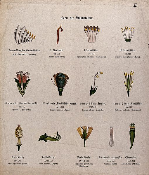 File:Thirteen examples of different types and arrangements of flo Wellcome V0044573.jpg