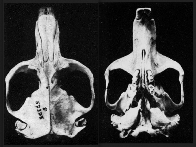 File:Thomomys bulbivorus skulls.png