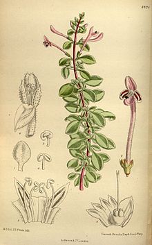 Thorncroftia longiflora 145-8824.jpg