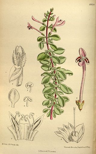 <i>Thorncroftia</i> Genus of flowering plants