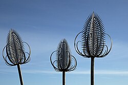 Tiga Muiravonside teasels.jpg