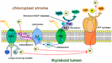 Thylakoid membrane.png