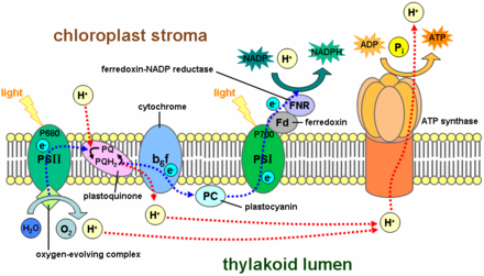 Photosynthesis functions by an elaborate electron transport chain within the thylakoid membrane. A central link in this chain is plastocyanin, a blue copper protein. Thylakoid membrane.png