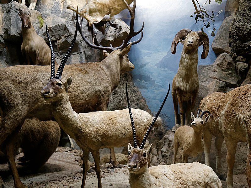 File:Tibetan antelope, stag, bighorn sheep in diorama taxidermy, Powell-Cotton Museum, Birchington Kent England.jpg